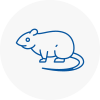 Rat Control Langley Mill